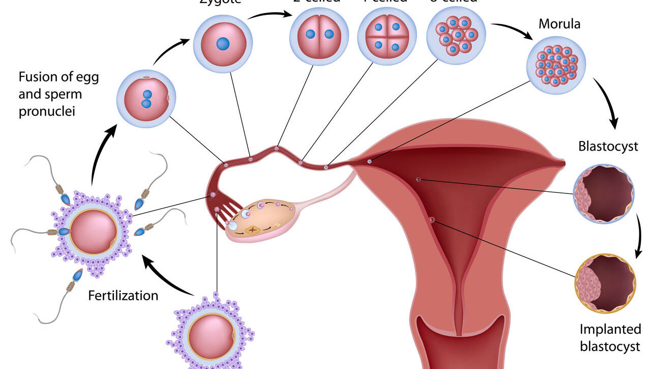 ลักษณะของตัวอ่อนระยะบลาสโตซิสต์ (Blastocyst) ที่มีความสมบูรณ์พร้อมสำหรับการฝังตัว GFC Clinic