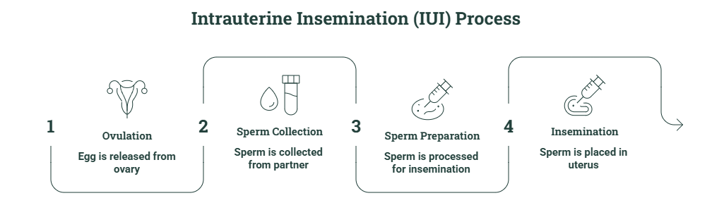 iui process