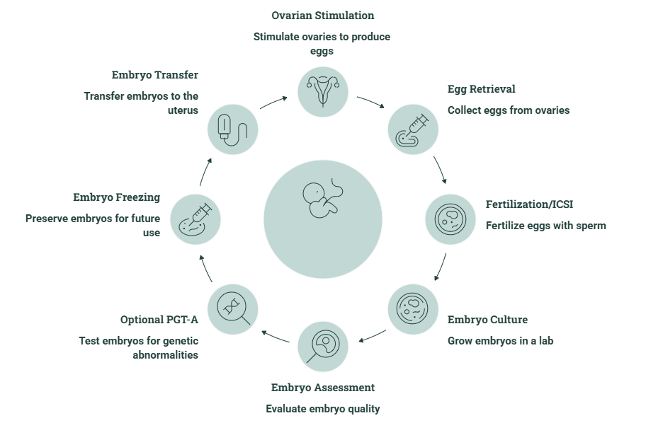 ivf cycle