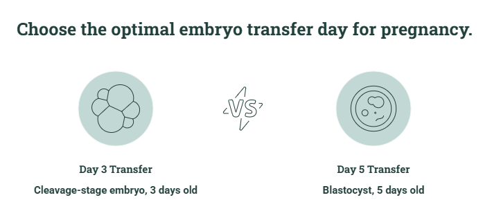 embryo transfer
