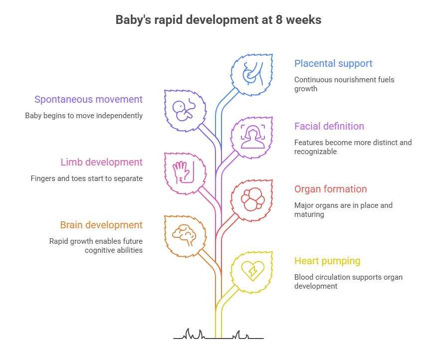 8 weeks