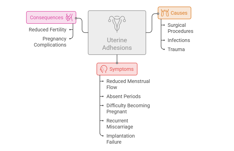 uterine adhesions