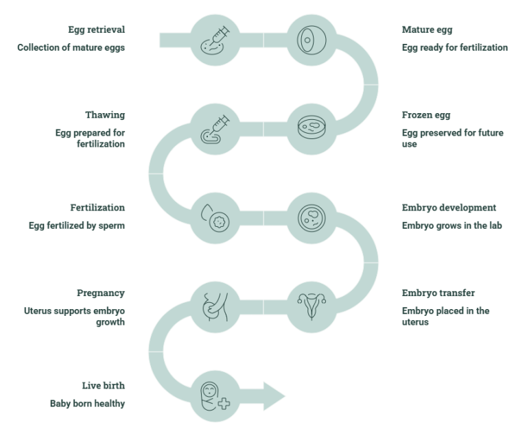 reproductive cycle