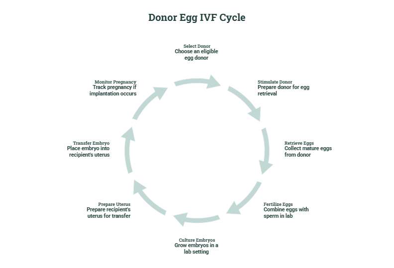 donor egg ivf cycle