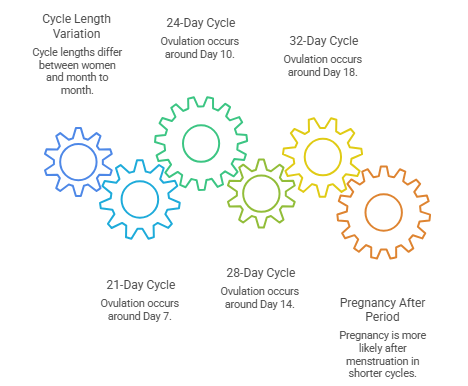 Menstrual Cycle