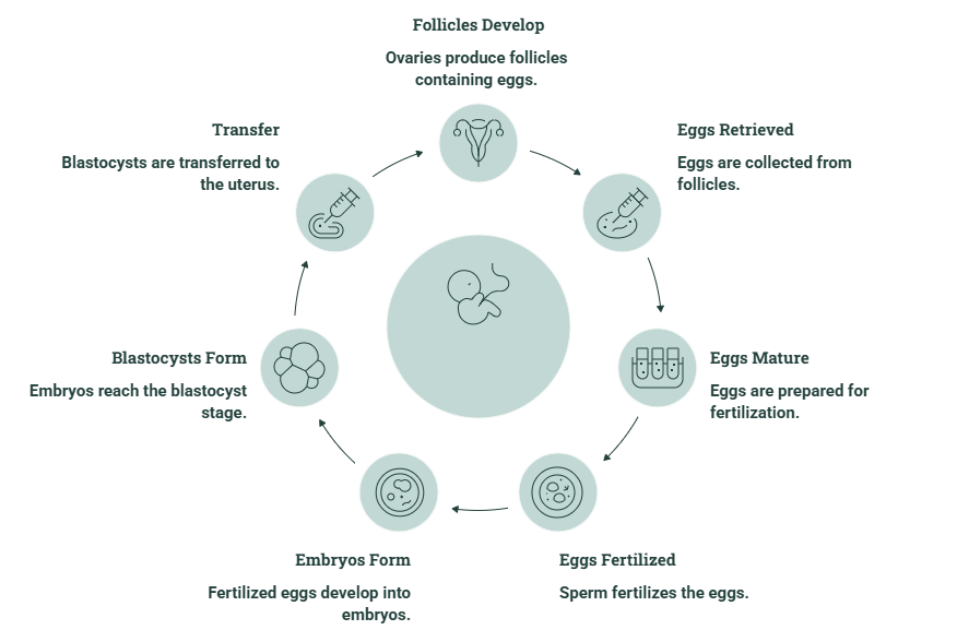ivf cycle