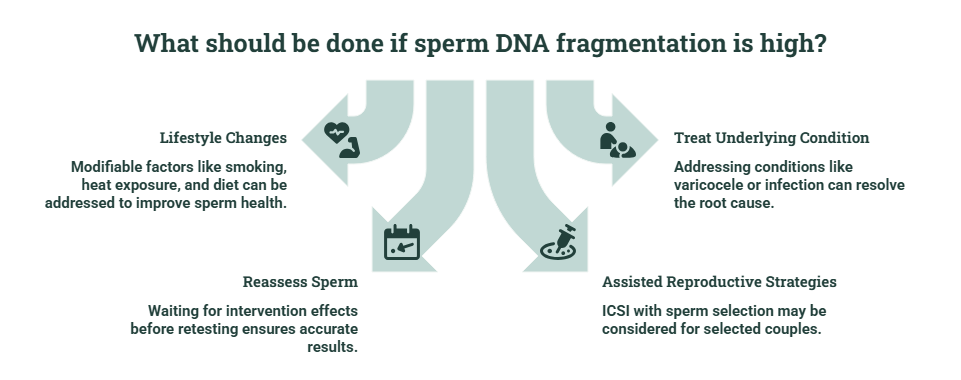sperm dna fragmentattion